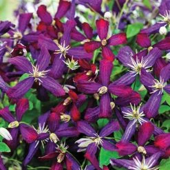 Spring Hill Nurseries Sweet Summer Love Clematis Vine Live Bare Root Perennial Plant with Red Flowers (1-Pack)