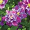 Spring Hill Nurseries 4 in. Pot Piilu Clematis Vine, Live Perennial Plant with Lilac Colored Flowers (1-Pack)
