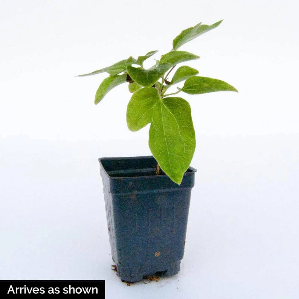 Spring Hill Nurseries 4 in. Pot Piilu Clematis Vine, Live Perennial Plant with Lilac Colored Flowers (1-Pack) 2 Spring Hill Nurseries 4 in. Pot Piilu Clematis Vine, Live Perennial Plant with Lilac Colored Flowers (1-Pack) - Image 2