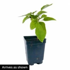 Spring Hill Nurseries 4 in. Pot White and Lavender Flowers Moonglow Clematis Vine Live Potted Perennial Plant (1-Pack) 5 Spring Hill Nurseries 4 in. Pot White and Lavender Flowers Moonglow Clematis Vine Live Potted Perennial Plant (1-Pack) -Spring Hill Nurseries Shop spring hill nurseries perennials 77208 4f 1000