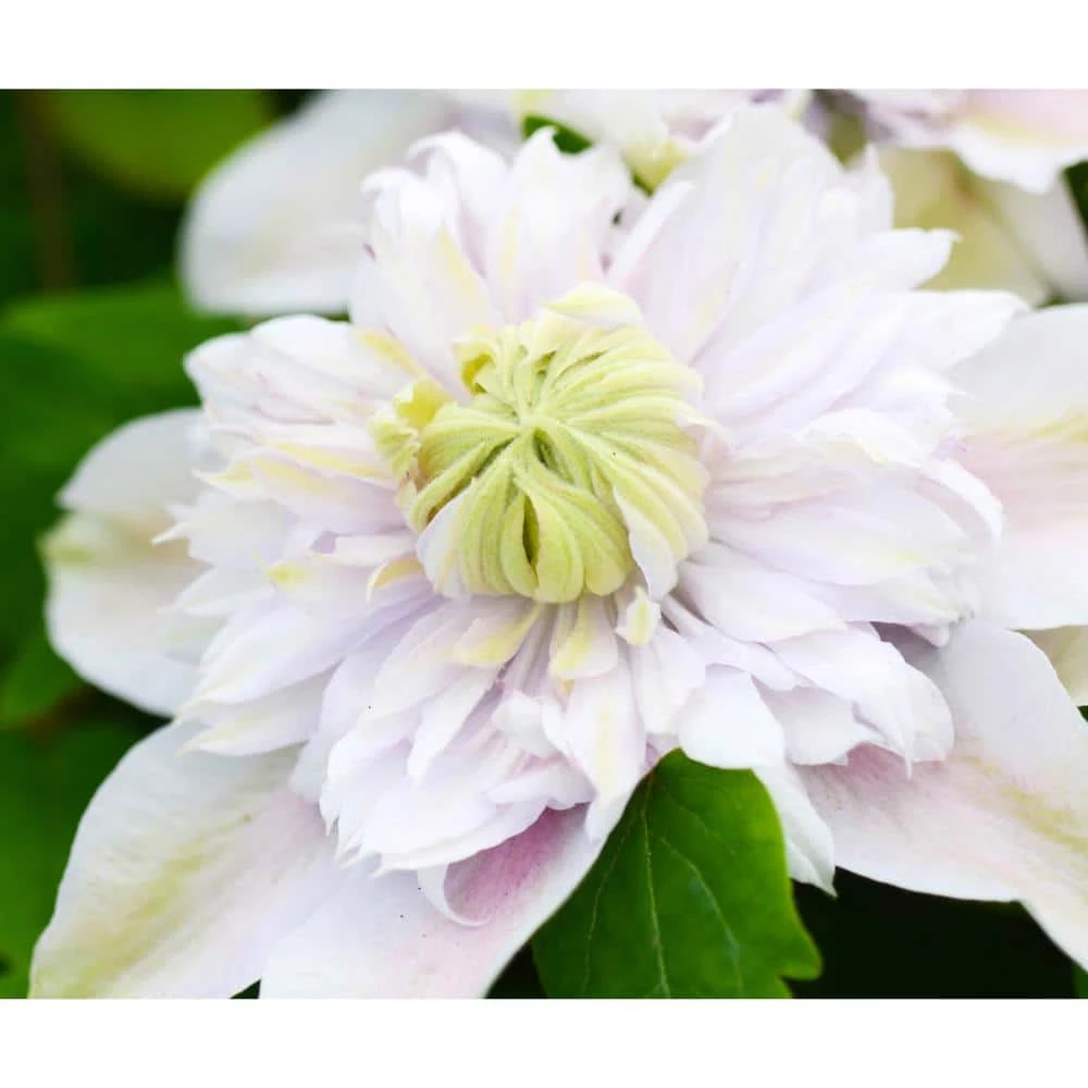Spring Hill Nurseries 4 in. Pot White and Lavender Flowers Moonglow Clematis Vine Live Potted Perennial Plant (1-Pack) 2 Spring Hill Nurseries 4 in. Pot White and Lavender Flowers Moonglow Clematis Vine Live Potted Perennial Plant (1-Pack) - Image 2