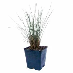 Spring Hill Nurseries 4 in. Pot Muhly Grass (Muhlenbergia) Pink Live Perennial Grass (1-Pack) -Spring Hill Nurseries Shop spring hill nurseries perennials 77313 4f 1000