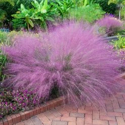Spring Hill Nurseries 4 in. Pot Muhly Grass (Muhlenbergia) Pink Live Perennial Grass (1-Pack)