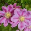 Spring Hill Nurseries Pink Beauty Clematis Vine, Live Perennial Plant, with Pink Flowers, Grown in a 4 in. Pot (1-Pack)