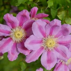 Spring Hill Nurseries Pink Beauty Clematis Vine, Live Perennial Plant, with Pink Flowers, Grown in a 4 in. Pot (1-Pack)