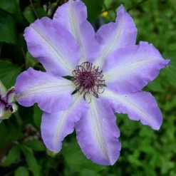 Spring Hill Nurseries Daybreak Vancouver Series Clematis Vine, Live Bareroot Perennial Plant (1-Pack)