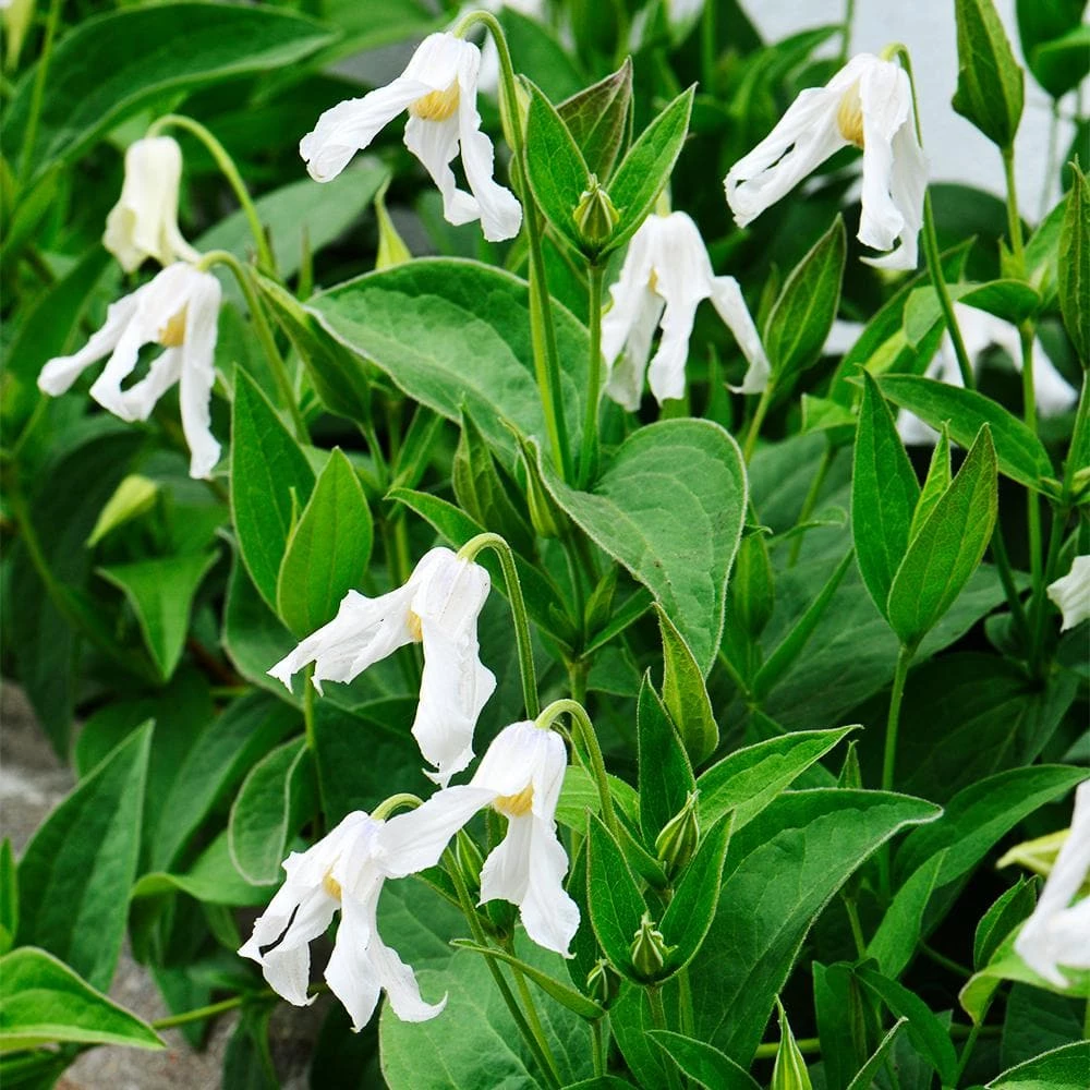 Spring Hill Nurseries Hakuree Clematis Vine, Live Bareroot Perennial Plant (1-Pack) 2 Spring Hill Nurseries Hakuree Clematis Vine, Live Bareroot Perennial Plant (1-Pack) - Image 2