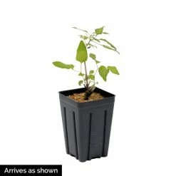 Spring Hill Nurseries Roguchi Clematis Vine, Live Bareroot Perennial Plant Grown in a 4 in. Pot (1-Pack) -Spring Hill Nurseries Shop spring hill nurseries perennials 78373 1f 1000