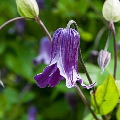 Spring Hill Nurseries Roguchi Clematis Vine, Live Bareroot Perennial Plant Grown in a 4 in. Pot (1-Pack)