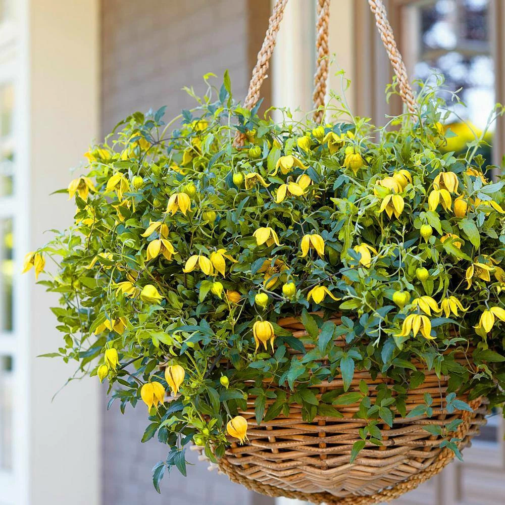 Spring Hill Nurseries Little Lemons Clematis, Live Perennial Plant Grown in a 4 in. Pot with Yellow Flowers (1-Pack) 4 Spring Hill Nurseries Little Lemons Clematis, Live Perennial Plant Grown in a 4 in. Pot with Yellow Flowers (1-Pack) - Image 4