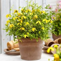 Spring Hill Nurseries Little Lemons Clematis, Live Perennial Plant Grown in a 4 in. Pot with Yellow Flowers (1-Pack) 7 Spring Hill Nurseries Little Lemons Clematis, Live Perennial Plant Grown in a 4 in. Pot with Yellow Flowers (1-Pack) -Spring Hill Nurseries Shop spring hill nurseries perennials 78484 4f 1000