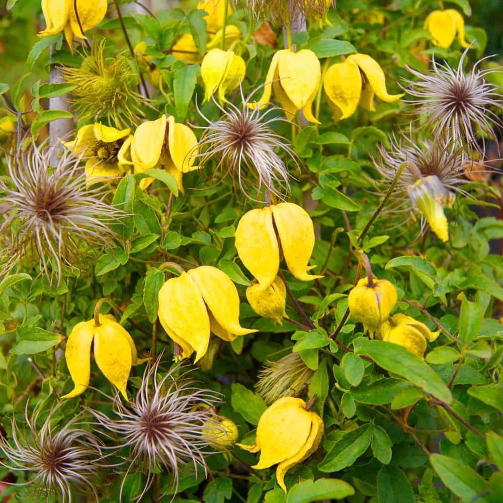 Spring Hill Nurseries Little Lemons Clematis, Live Perennial Plant Grown in a 4 in. Pot with Yellow Flowers (1-Pack) 1 Spring Hill Nurseries Little Lemons Clematis, Live Perennial Plant Grown in a 4 in. Pot with Yellow Flowers (1-Pack)