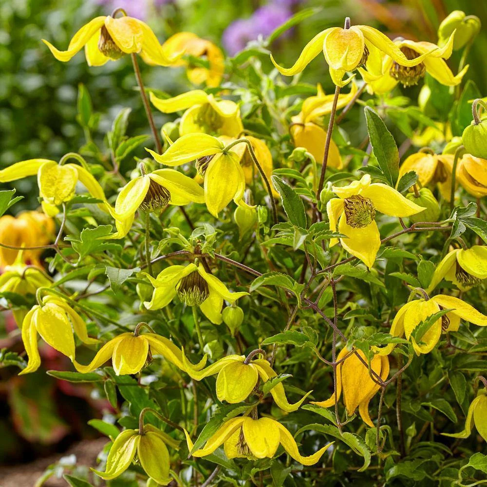 Spring Hill Nurseries Little Lemons Clematis, Live Perennial Plant Grown in a 4 in. Pot with Yellow Flowers (1-Pack) 2 Spring Hill Nurseries Little Lemons Clematis, Live Perennial Plant Grown in a 4 in. Pot with Yellow Flowers (1-Pack) - Image 2