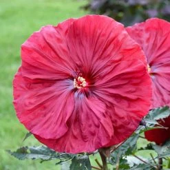 Spring Hill Nurseries Blackberry Merlot Perennial Hibiscus, Live Bareroot Plant with Red Flowers (1-Pack)