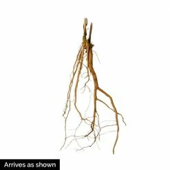 Spring Hill Nurseries Midnight Marvel Hibiscus, Live Bareroot Perennial Plant, Red Flowers (1-Pack) -Spring Hill Nurseries Shop spring hill nurseries perennials 79303 1f 1000