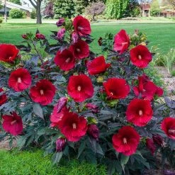 Spring Hill Nurseries Midnight Marvel Hibiscus, Live Bareroot Perennial Plant, Red Flowers (1-Pack) -Spring Hill Nurseries Shop spring hill nurseries perennials 79303 4f 1000