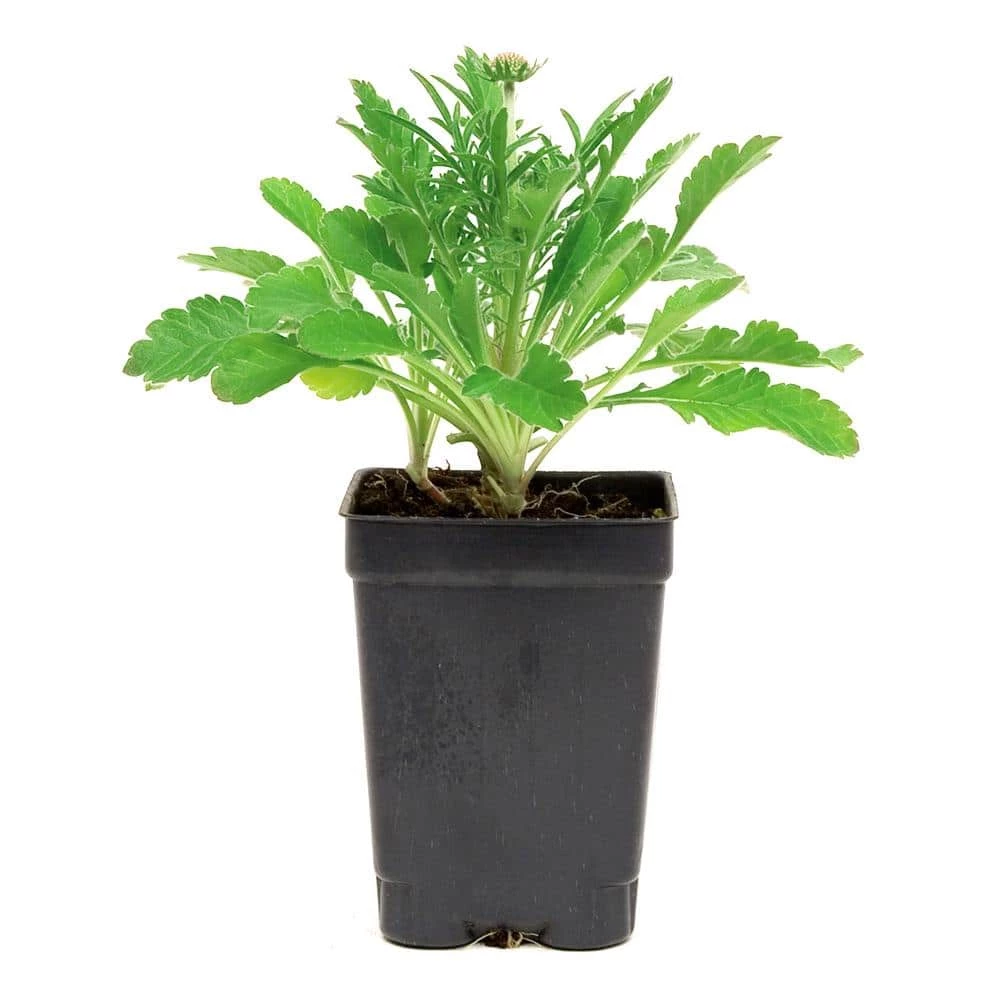 Spring Hill Nurseries Blue Ice Blue Star (Amsonia), Live Bare Root Flowering Perennial Plant, (1-Pack) 3 Spring Hill Nurseries Blue Ice Blue Star (Amsonia), Live Bare Root Flowering Perennial Plant, (1-Pack) - Image 3