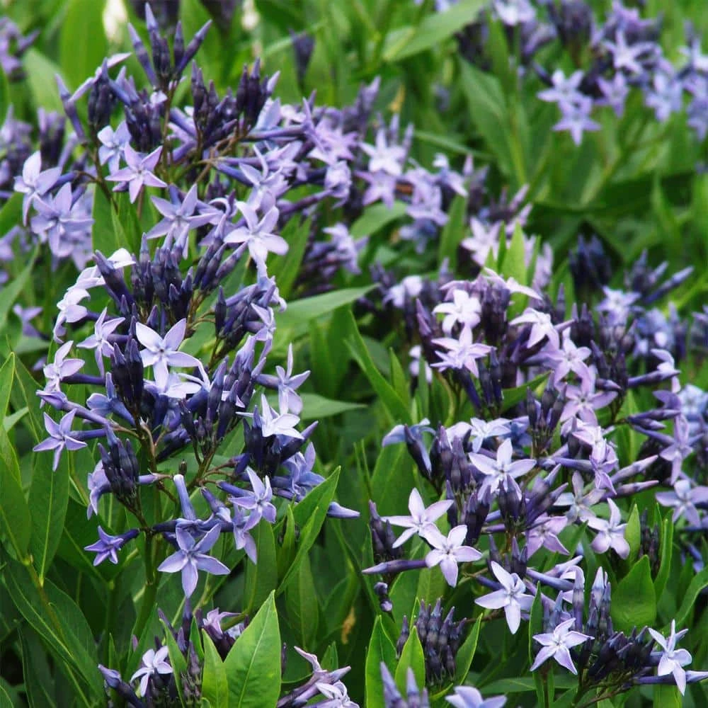 Spring Hill Nurseries Blue Ice Blue Star (Amsonia), Live Bare Root Flowering Perennial Plant, (1-Pack) 1 Spring Hill Nurseries Blue Ice Blue Star (Amsonia), Live Bare Root Flowering Perennial Plant, (1-Pack)