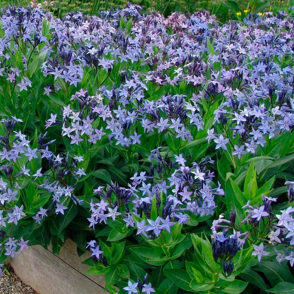 Spring Hill Nurseries Blue Ice Blue Star (Amsonia), Live Bare Root Flowering Perennial Plant, (1-Pack) 2 Spring Hill Nurseries Blue Ice Blue Star (Amsonia), Live Bare Root Flowering Perennial Plant, (1-Pack) - Image 2