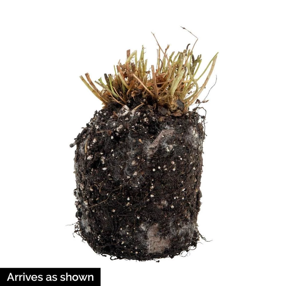 Spring Hill Nurseries Annet Lavender, Dormant Bare Root Perennial Plant (1-Pack) 3 Spring Hill Nurseries Annet Lavender, Dormant Bare Root Perennial Plant (1-Pack) - Image 3