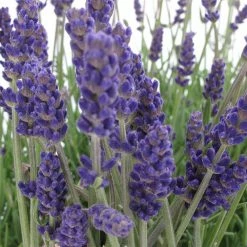 Spring Hill Nurseries Annet Lavender, Dormant Bare Root Perennial Plant (1-Pack)