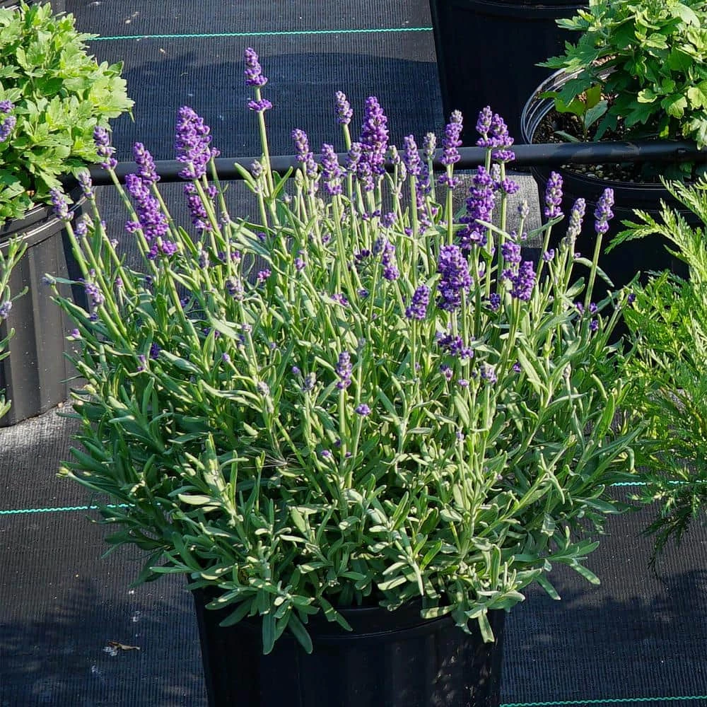 Spring Hill Nurseries Annet Lavender, Dormant Bare Root Perennial Plant (1-Pack) 2 Spring Hill Nurseries Annet Lavender, Dormant Bare Root Perennial Plant (1-Pack) - Image 2