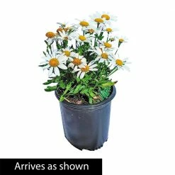 Spring Hill Nurseries 2.50 qt. Pot Snow Lady Shasta Daisy Leucanthemum Live Flowering Perennial Plant (1-Pack) -Spring Hill Nurseries Shop spring hill nurseries perennials 83516 4f 1000
