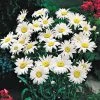 Spring Hill Nurseries 2.50 qt. Pot Snow Lady Shasta Daisy Leucanthemum Live Flowering Perennial Plant (1-Pack)