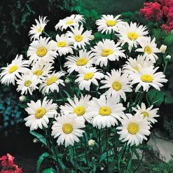 Spring Hill Nurseries 2.50 qt. Pot Snow Lady Shasta Daisy Leucanthemum Live Flowering Perennial Plant (1-Pack)