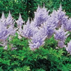 Spring Hill Nurseries Lavender Flowers Amethyst Astilbe, Live Bareroot Plant (10-Pack)