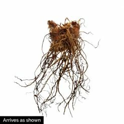 Spring Hill Nurseries White Flowers White Glory Astilbe Live Bareroot Plant (10-Pack) -Spring Hill Nurseries Shop spring hill nurseries perennials 87919 4f 1000