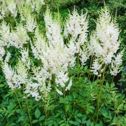 Spring Hill Nurseries Shop 8 Spring Hill Nurseries White Flowers White Glory Astilbe Live Bareroot Plant (10-Pack)