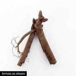 Spring Hill Nurseries Sarah Bernhardt Peony (Paeonia), Pink Flowering Perennial Live Bareroot Plant (5-Pack) -Spring Hill Nurseries Shop spring hill nurseries perennials 87925 4f 1000