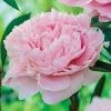 Spring Hill Nurseries Sarah Bernhardt Peony (Paeonia), Pink Flowering Perennial Live Bareroot Plant (5-Pack)