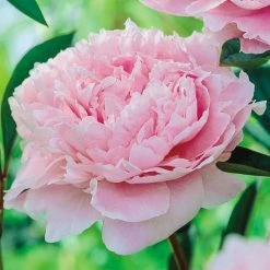 Spring Hill Nurseries Sarah Bernhardt Peony (Paeonia), Pink Flowering Perennial Live Bareroot Plant (5-Pack)