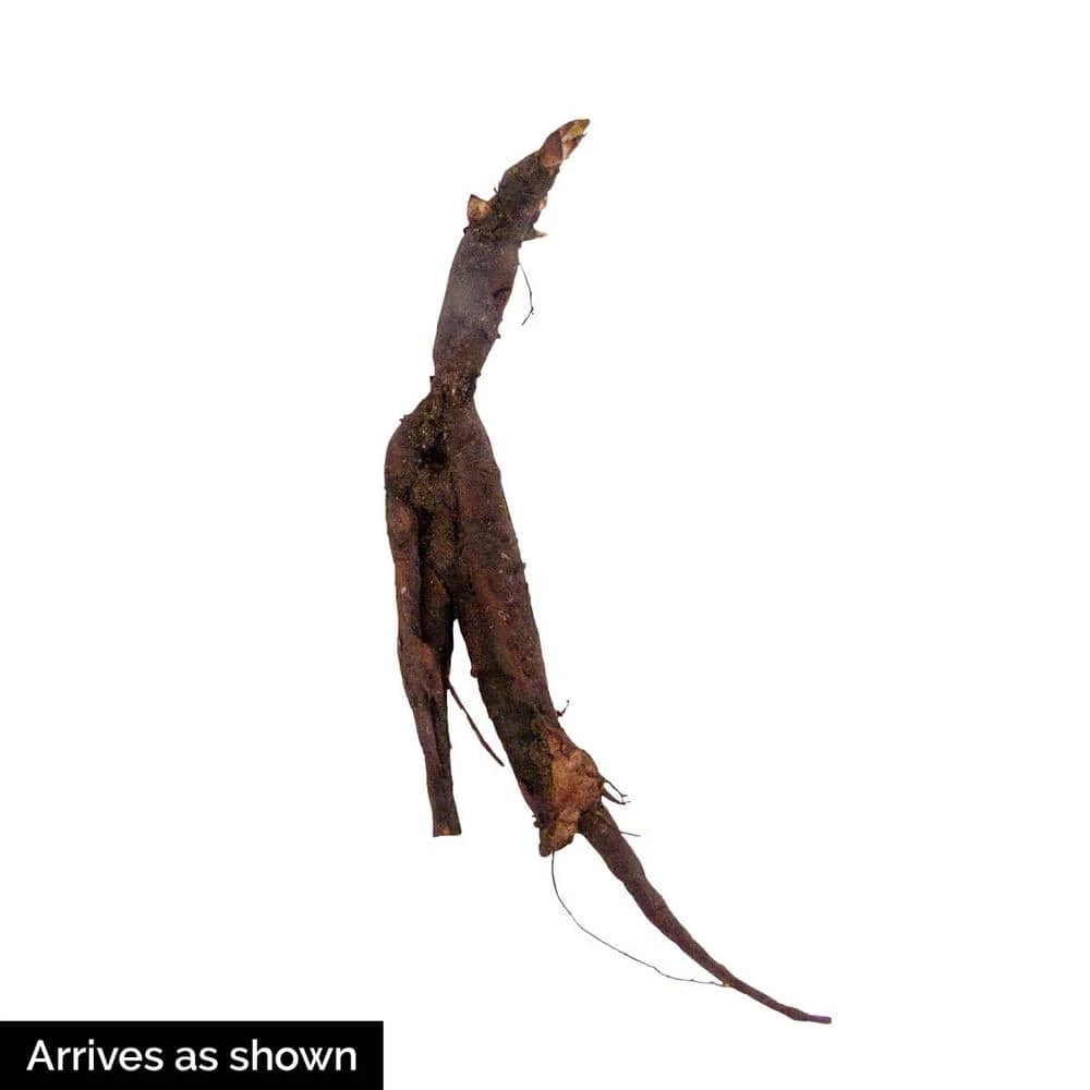 Spring Hill Nurseries Virginia Bluebells (Mertensia), Live Bareroot Perennial Plant (10-Pack) 3 Spring Hill Nurseries Virginia Bluebells (Mertensia), Live Bareroot Perennial Plant (10-Pack) - Image 3