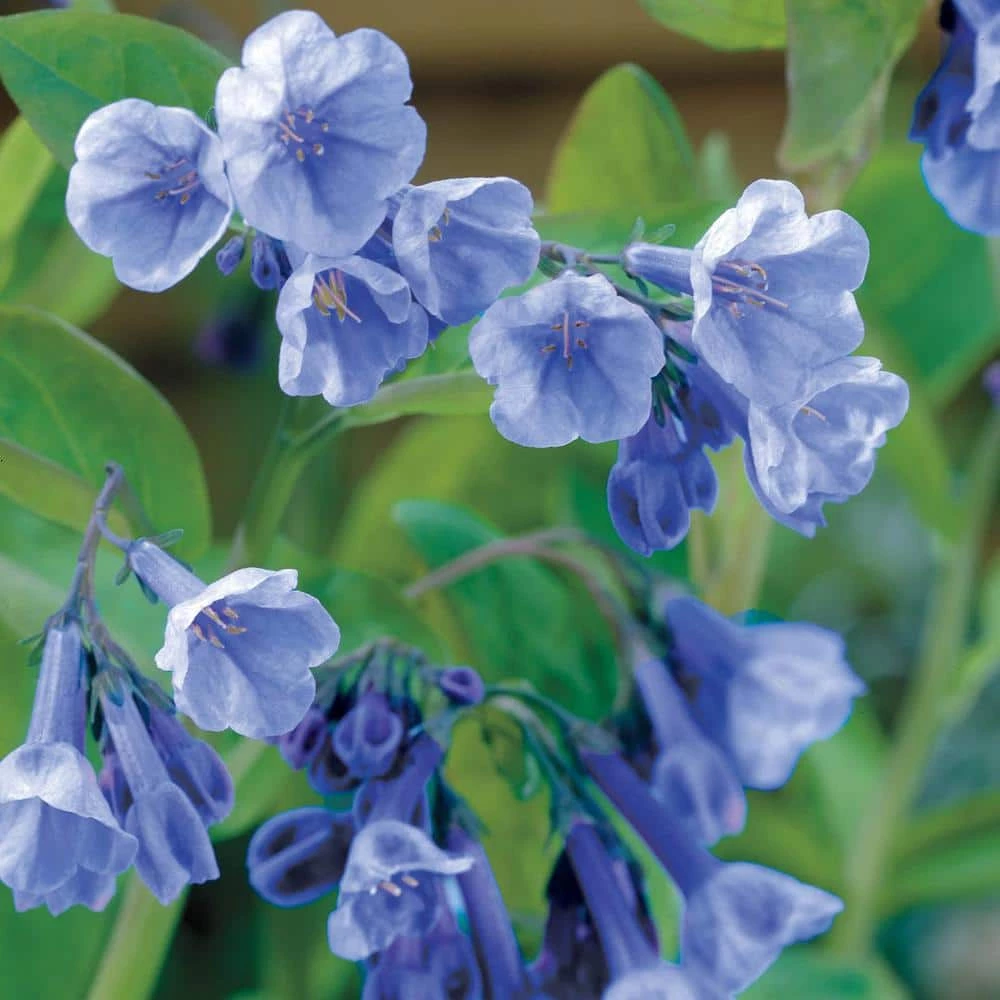 Spring Hill Nurseries Virginia Bluebells (Mertensia), Live Bareroot Perennial Plant (10-Pack) 1 Spring Hill Nurseries Virginia Bluebells (Mertensia), Live Bareroot Perennial Plant (10-Pack)