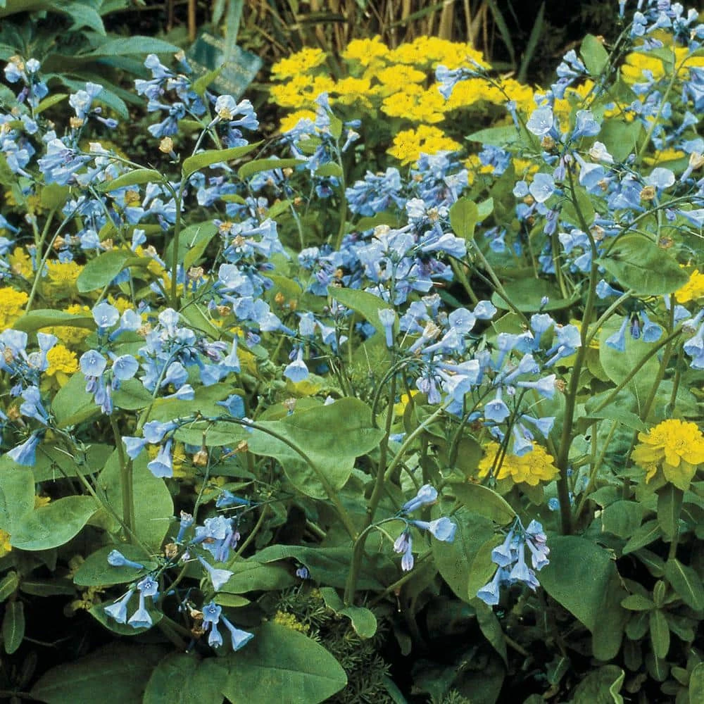 Spring Hill Nurseries Virginia Bluebells (Mertensia), Live Bareroot Perennial Plant (10-Pack) 2 Spring Hill Nurseries Virginia Bluebells (Mertensia), Live Bareroot Perennial Plant (10-Pack) - Image 2