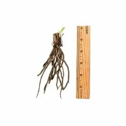 Spring Hill Nurseries Purple De Oro Daylily (Hemerocallis) Purple Flowering Perennial Live Bareroot Plant (5-Pack) -Spring Hill Nurseries Shop spring hill nurseries perennials 88485 4f 1000