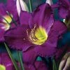 Spring Hill Nurseries Purple De Oro Daylily (Hemerocallis) Purple Flowering Perennial Live Bareroot Plant (5-Pack)