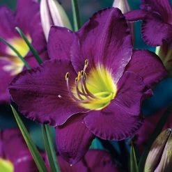 Spring Hill Nurseries Purple De Oro Daylily (Hemerocallis) Purple Flowering Perennial Live Bareroot Plant (5-Pack)