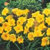 Spring Hill Nurseries Stella De Oro Daylily (Hemerocallis) Yellow Flowering Perennial Live Bareroot Plant (5-Pack)