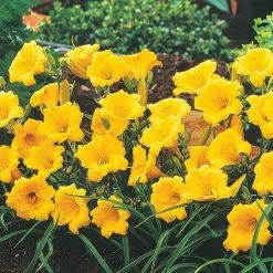 Spring Hill Nurseries Stella De Oro Daylily (Hemerocallis) Yellow Flowering Perennial Live Bareroot Plant (5-Pack)