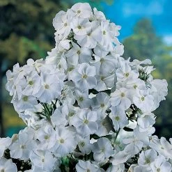 Spring Hill Nurseries White Flowers David Tall Phlox, Live Bareroot Perennial Plant (5-Pack)