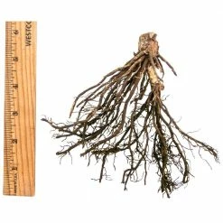 Spring Hill Nurseries Albo Marginata Hosta Variegated Foliage Live Bareroot Perennial Plants (10-Pack) -Spring Hill Nurseries Shop spring hill nurseries perennials 89269 4f 1000