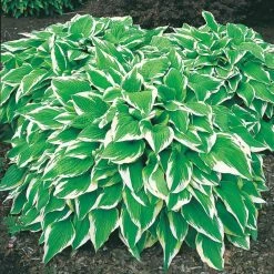 Spring Hill Nurseries Albo Marginata Hosta Variegated Foliage Live Bareroot Perennial Plants (10-Pack)