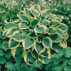 Spring Hill Nurseries Aureo Marginata Hosta Variegated Foliage Live Bareroot Perennial Plants (10-Pack)