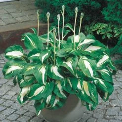 Spring Hill Nurseries Variegated Foliage Mediovariegata Hosta Live Bareroot Perennial Plants (10-Pack)