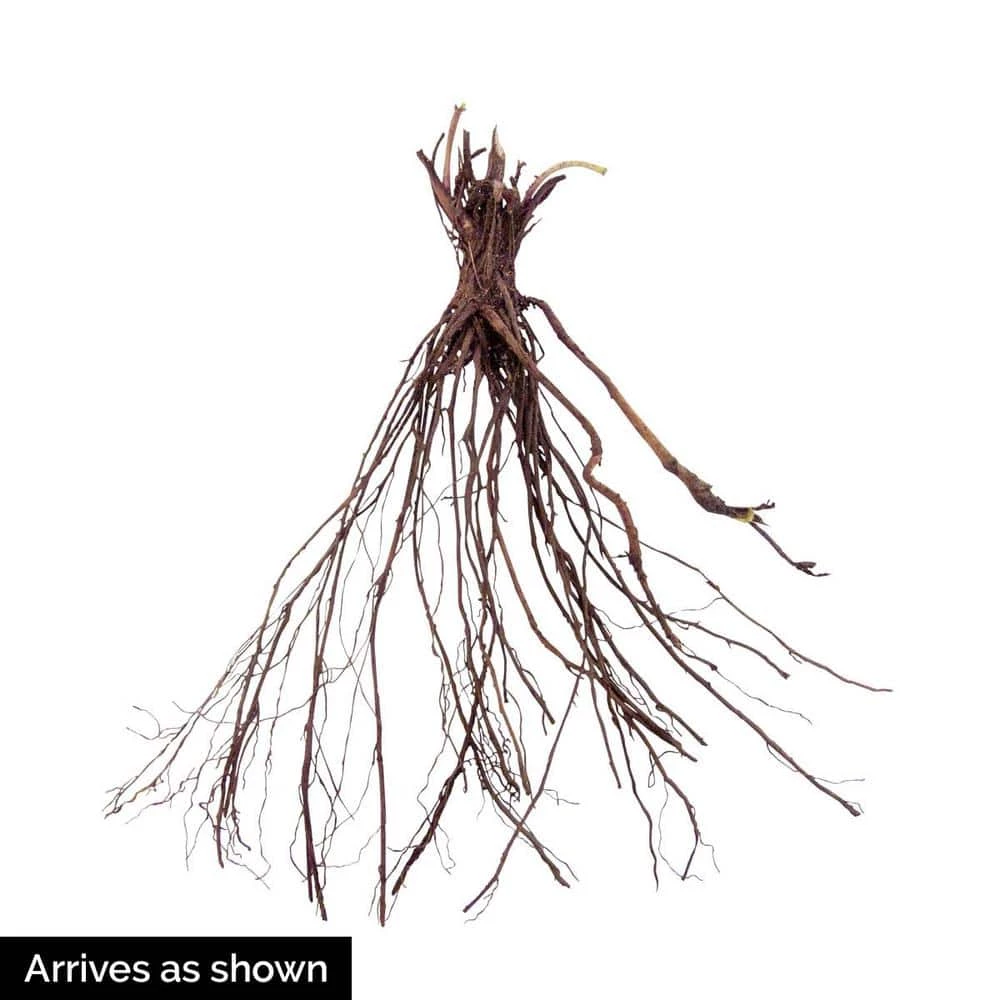 Spring Hill Nurseries Black-Eyed Susan (Rudbeckia) Yellow Flowering Perennial Live Bareroot Plant (5-Pack) 3 Spring Hill Nurseries Black-Eyed Susan (Rudbeckia) Yellow Flowering Perennial Live Bareroot Plant (5-Pack) - Image 3