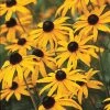 Spring Hill Nurseries Black-Eyed Susan (Rudbeckia) Yellow Flowering Perennial Live Bareroot Plant (5-Pack)